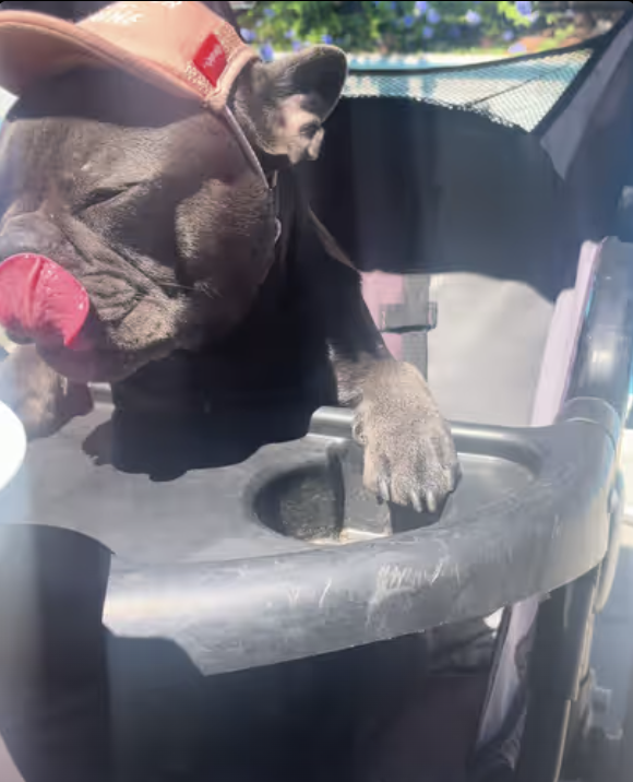 Frenchie eating desert by the pool !